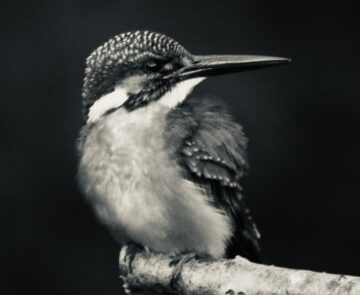 Day 118: Kawasemi (Kingfisher) and Proust